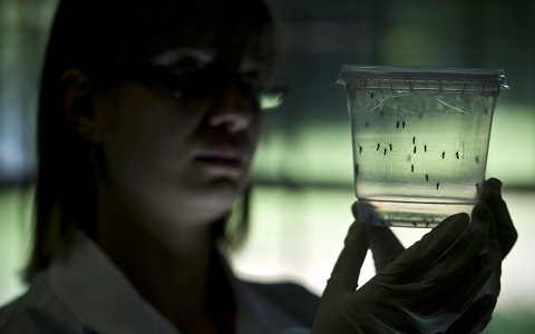 InvestigaciÃ³n con mosquitos del gÃ©nero Aedes transmisores del virus zika